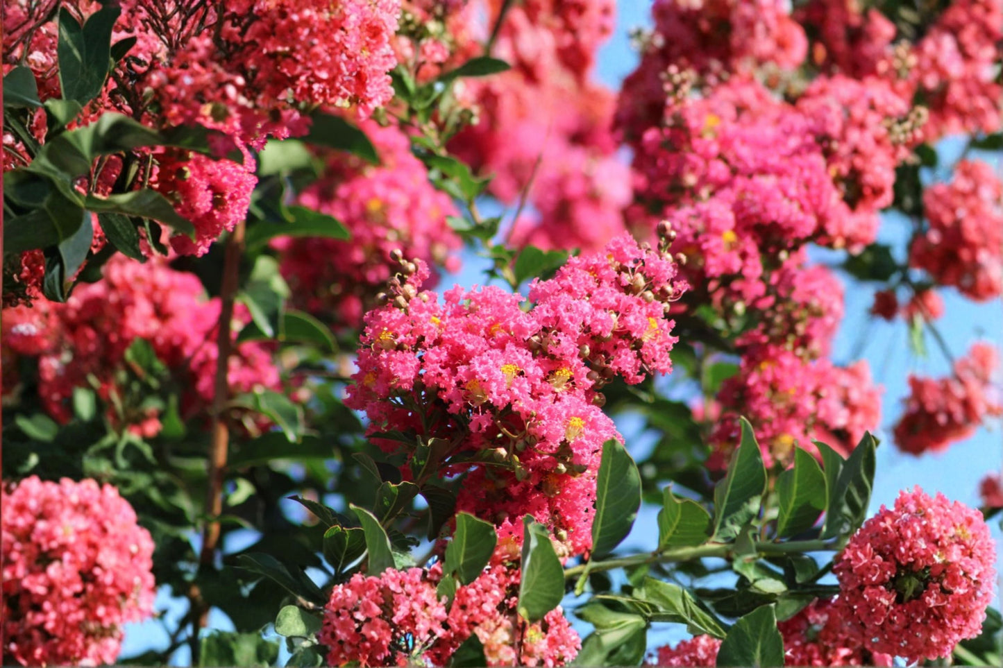 Crepe Myrtle Cuttings 7-Pack Dark Pink Flowers Lagerstroemia indica Live Plant Cuttings for Propagation