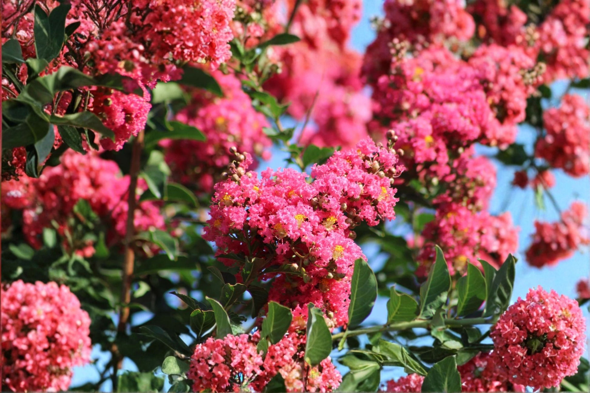 Crepe Myrtle Cuttings 7-Pack Dark Pink Flowers Lagerstroemia indica Live Plant Cuttings for Propagation