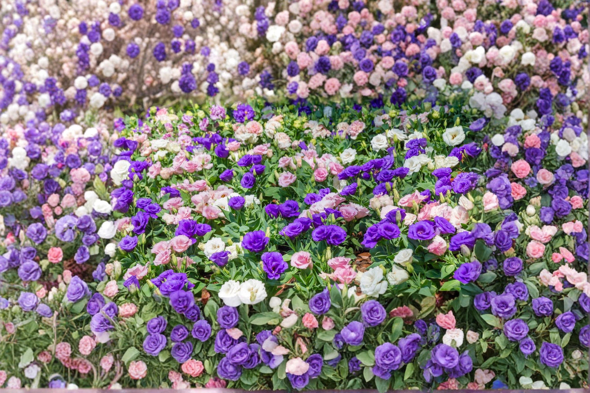 Lisianthus Plant - Solo 1 - Eustoma grandiflorum - Elegant Rose-like Blooms for Cut Flowers & Gardens