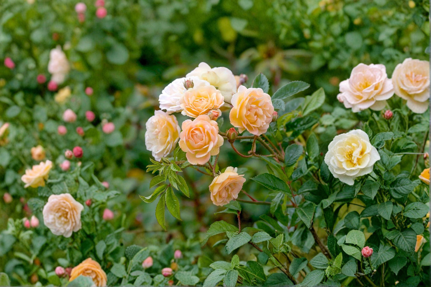 Ghislaine de Feligonde Rose Cuttings - 3 Unrooted Apricot to Cream Cuttings - Rosa ‘Ghislaine de Feligonde’ - Rambling Rose