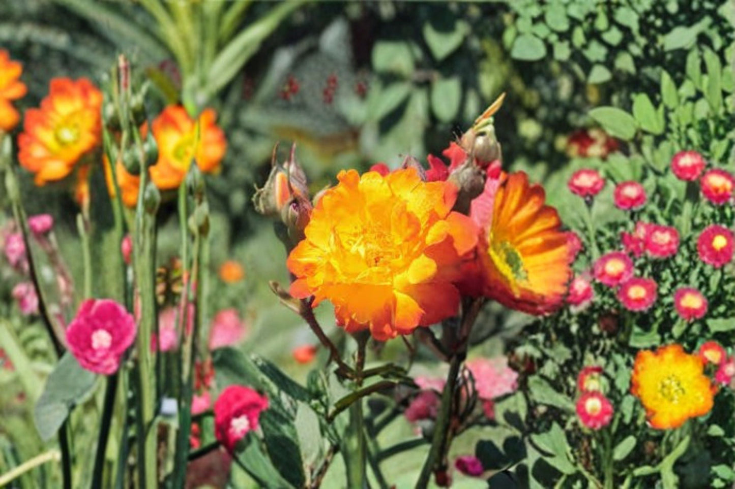 Piñata Climbing Rose Live Starter Plant - Yellow with Orange-Red Edges - Rosa 'Piñata' - Own Root, Repeat Bloomer for Trellises