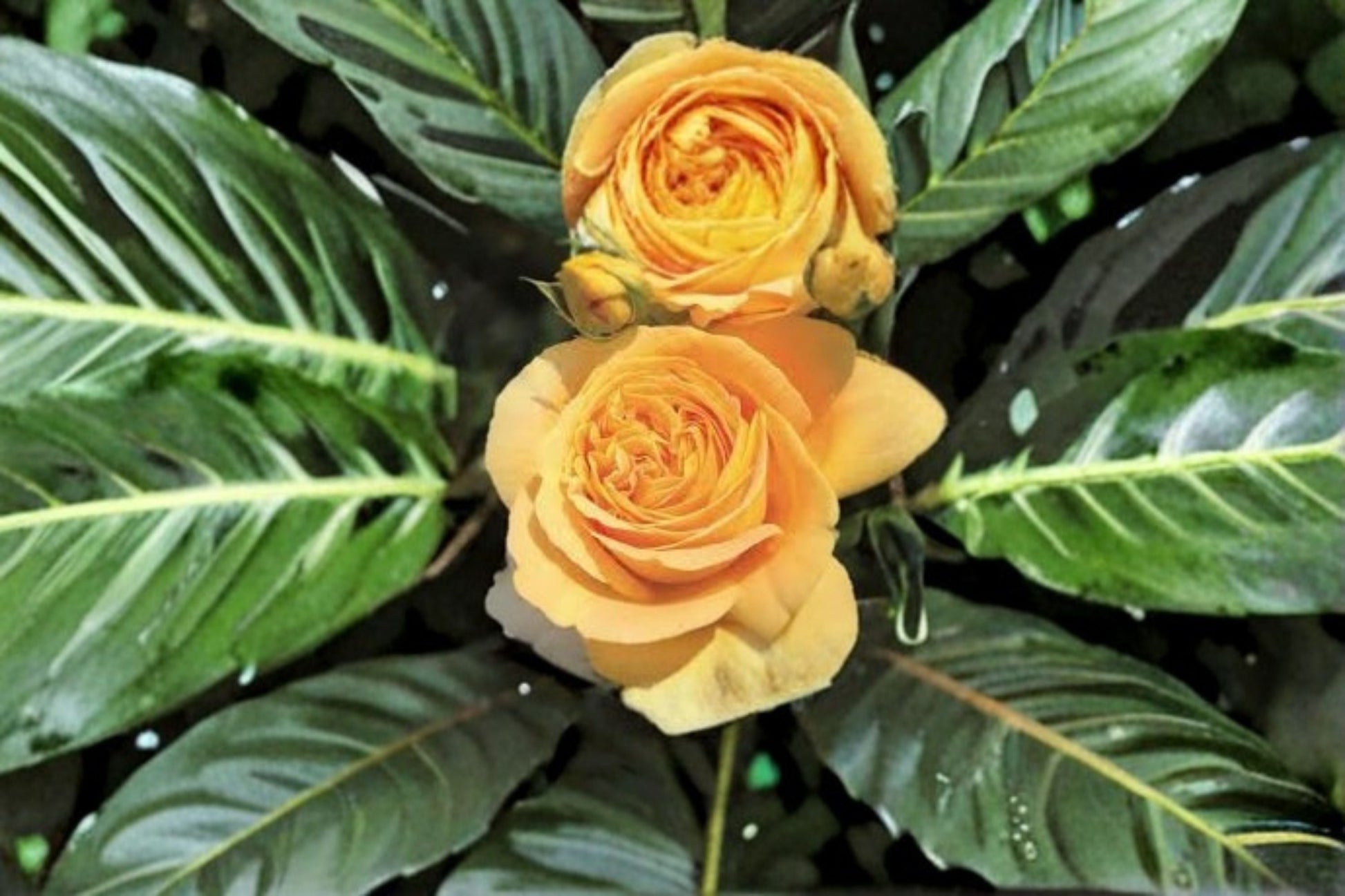 Candlelight Rose Live Plant - Yellow Repeat Blooming Rose - Rosa hybrid - Fragrant Garden Shrub for Patio & Borders