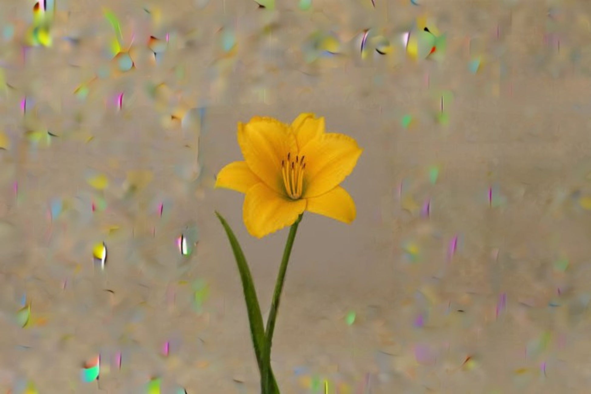 Gold Daylily Live Plant - Yellow Flowering Perennial - Hemerocallis Hybrid - Hardy Garden Flower for Borders and Landscapes
