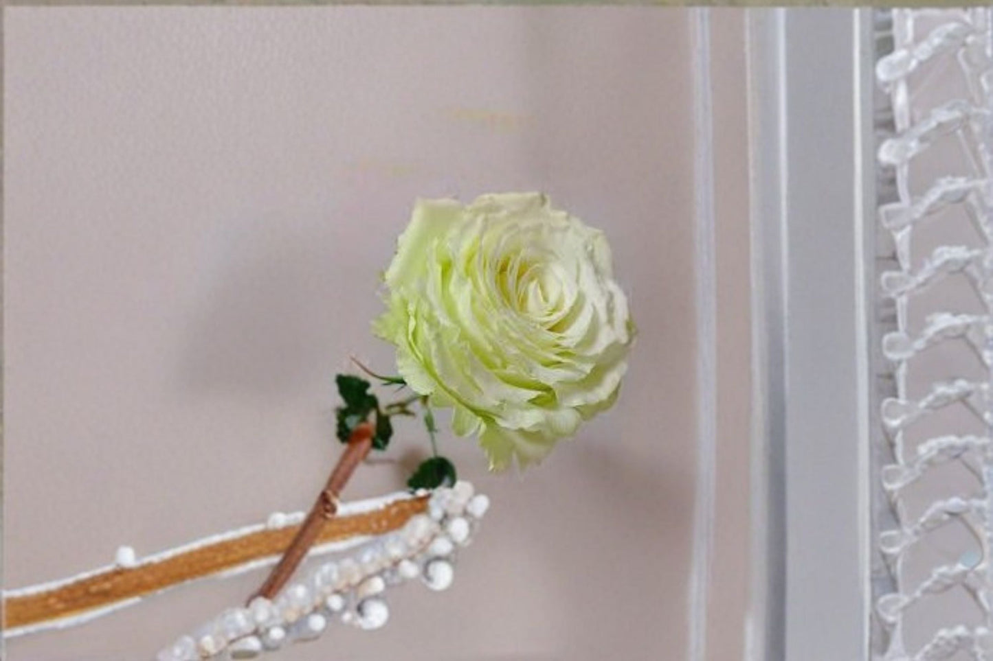 Moonstone Rose Live Plant - Own Root Cut Rose, Light Green Blooms, Rosa Hybrid - Perennial Ornamental Flowering Shrub