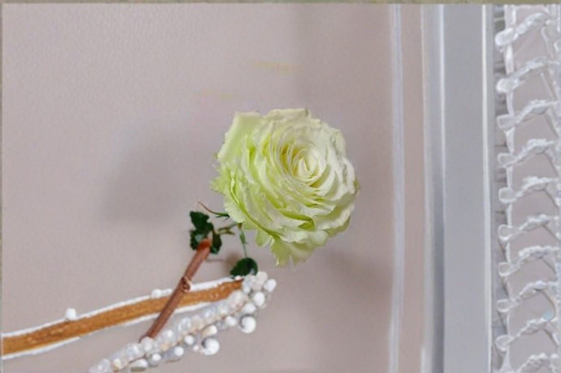 Moonstone Rose Live Plant - Own Root Cut Rose, Light Green Blooms, Rosa Hybrid - Perennial Ornamental Flowering Shrub