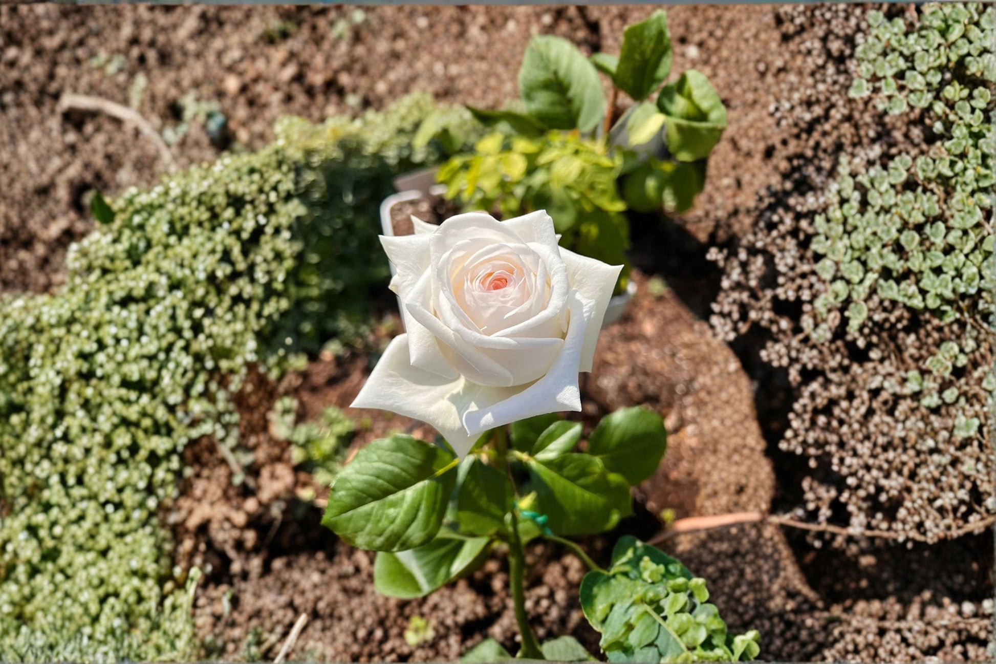 Fragrant White O’Hara Rose Live Plant - Rosa hybrid - Long Lasting Cut Rose for Floral Arrangements and Gardens