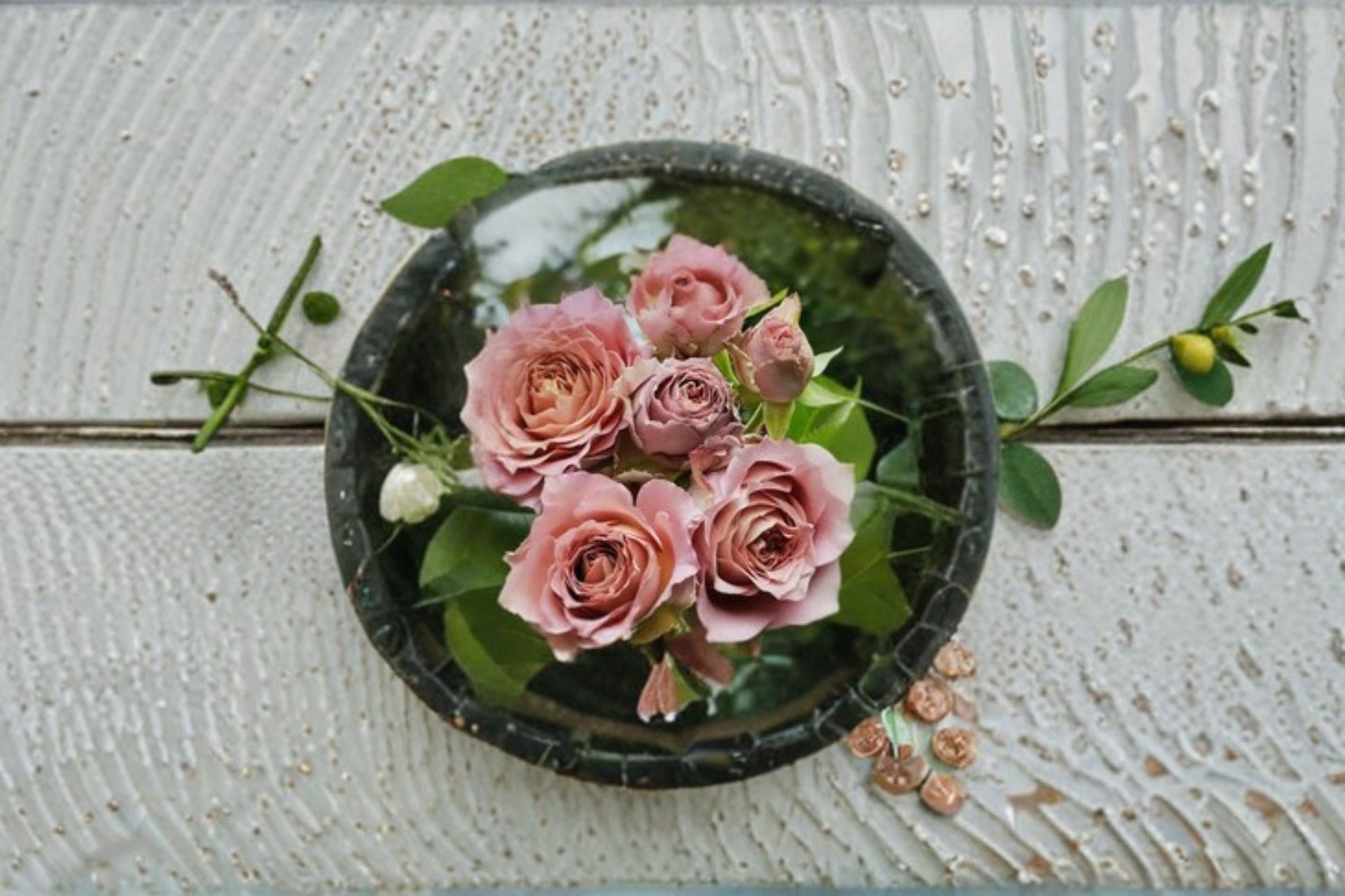 Live Nachuru Rose Plant - Fragrant Japanese Shrub Rose - Rosa hybrid - Ornamental Pink Lavender Bloom - Disease Resistant