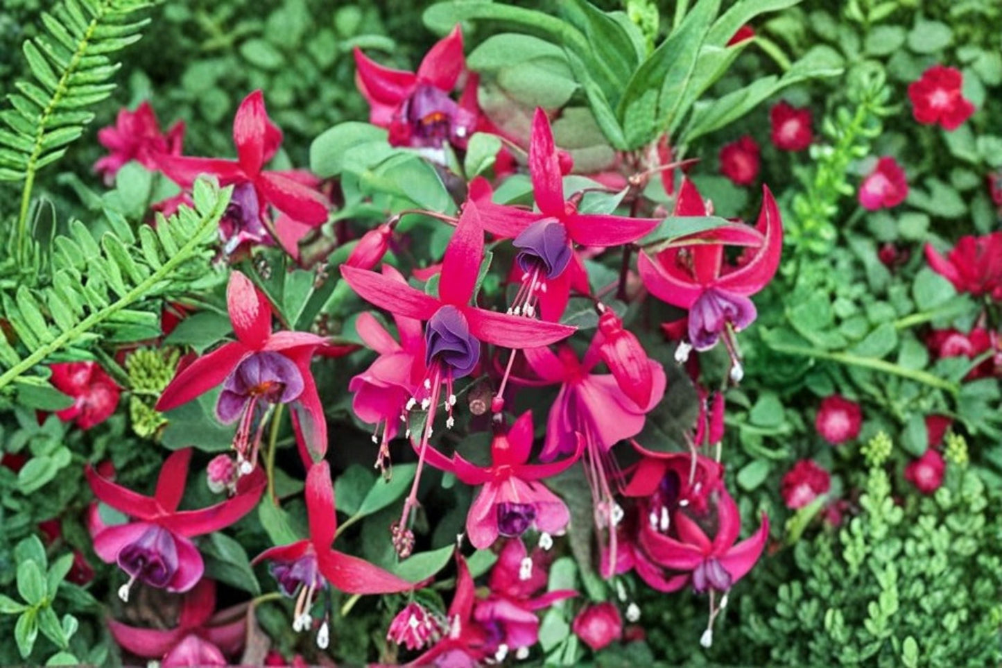 Fuchsia Live Plant - Hummingbird Friendly Flowering Plant - Fuchsia spp. - Ideal for Hanging Baskets and Shaded Gardens