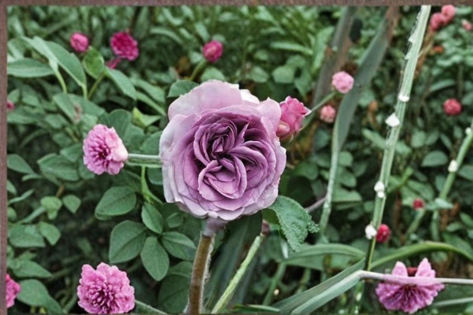 Quicksilver Climbing Rose Live Starter Plant - Lavender Purple Blooms - Rosa 'Quicksilver' - Own Root, Fragrant, Repeat Blooming