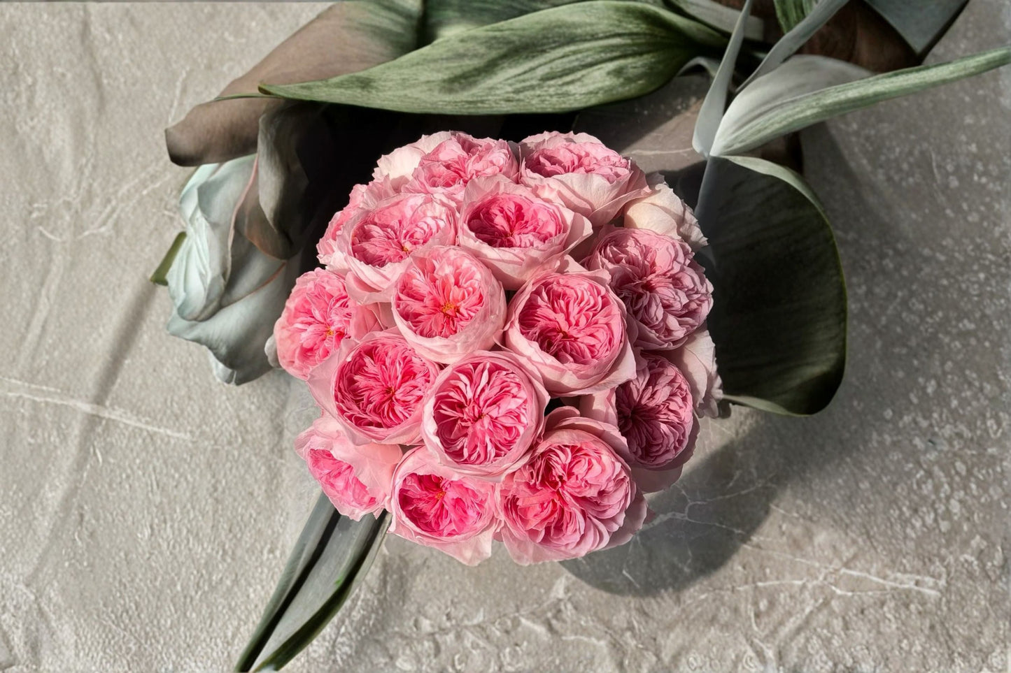 Live Rose Plant - Nicole Cut Rose Variety - Rosa hybrid - Elegant Pink Bloom - Perfect for Gardens & Floral Arrangements