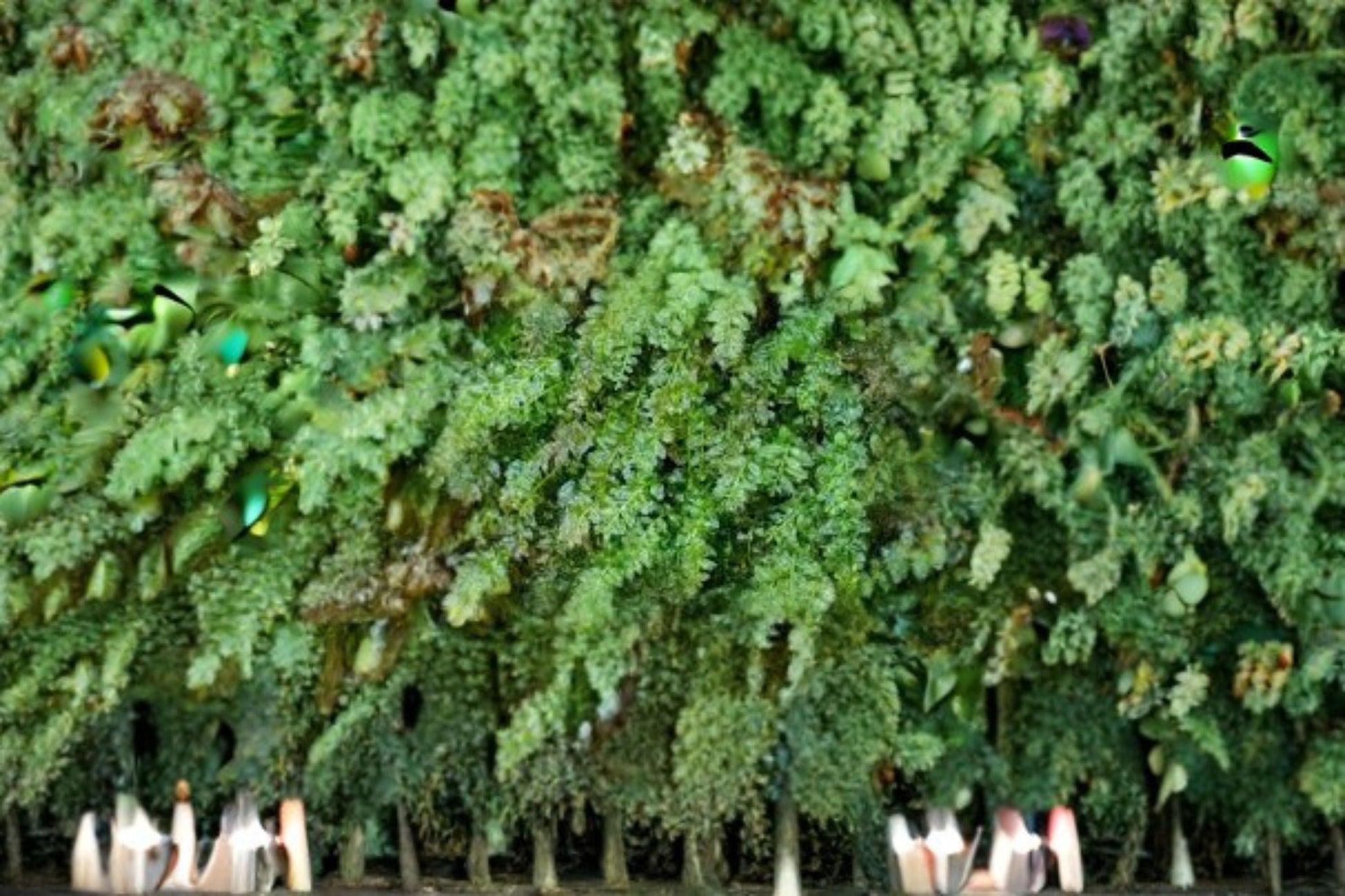 Baby Tooth Moss & Pine Seedling Plant - Plagiomnium cuspidatum - Live Moss for Bonsai & Terrarium, Moisture-Loving Greenery