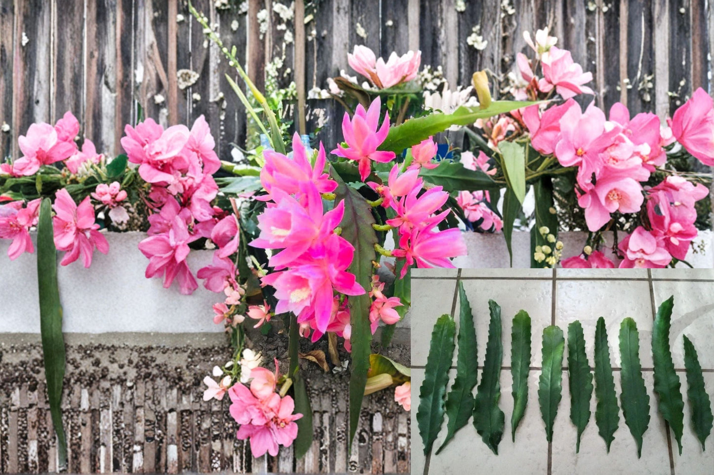 German Empress Orchid Cactus Cutting 6" Epiphyllum ‘German Empress’ Unrooted Propagation Plant for Indoor Gardening