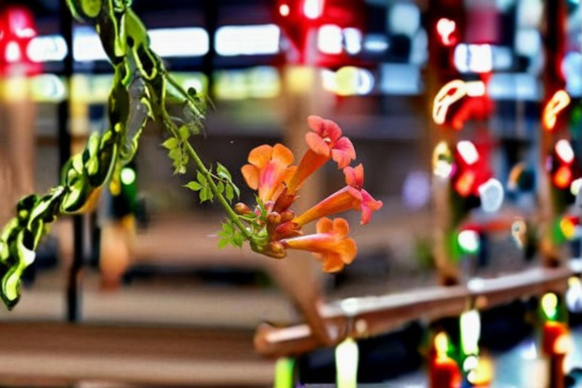 Orange Trumpet Vine Live Plant Clump - Hummingbird Climbing Vine - Campsis radicans - Ornamental Fast-Growing Perennial