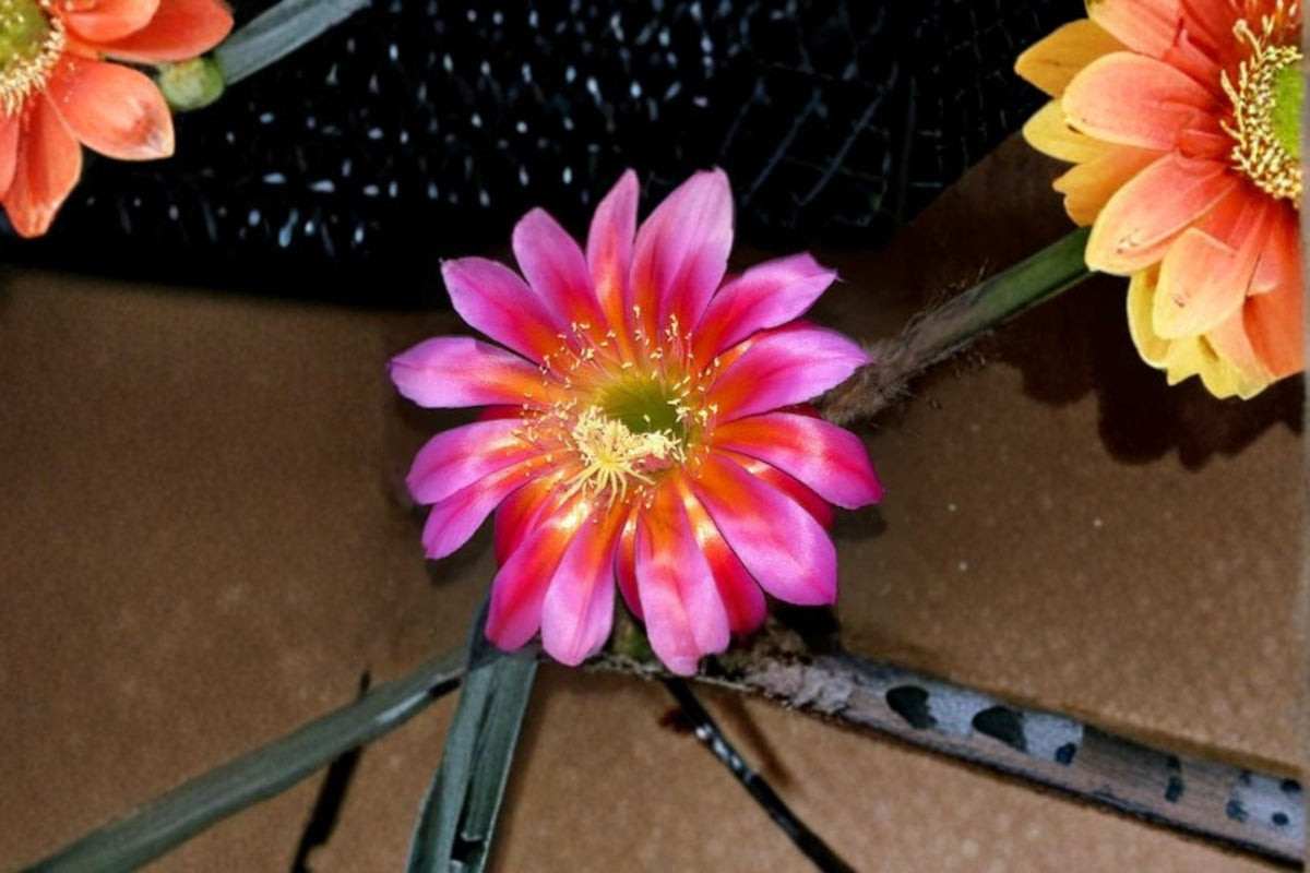 Aporocactus Cuttings - 3 Unrooted Temple Glow Cactus - Trailing Succulent for Propagation - Aporocactus Hybrids