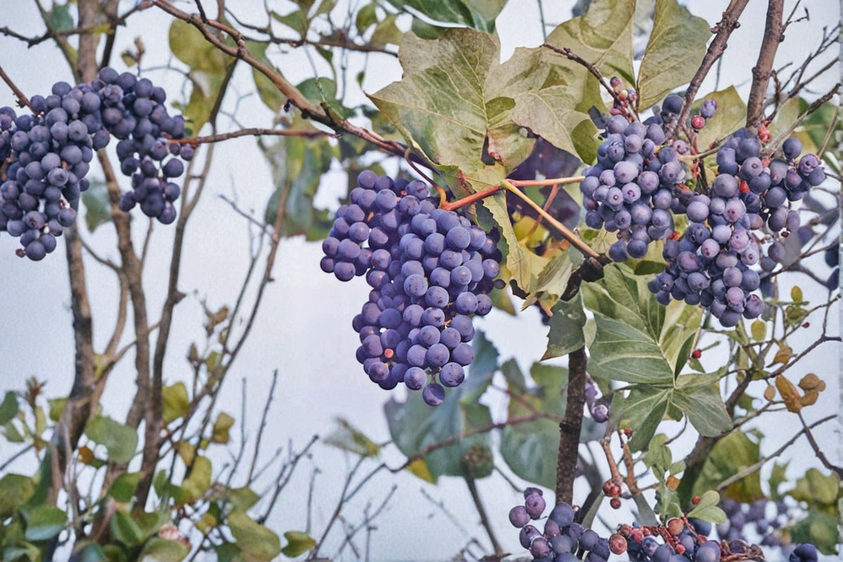 Concord Grape Cuttings 6 Pack - Vitis labrusca - Unrooted Fruit Vine for Propagation, Climbing Garden Plant, Seeded Grapes