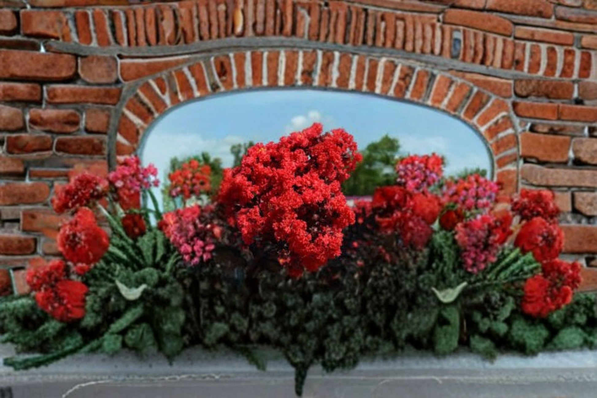 Ruby Thunderstruck Crape Myrtle Live Plant - Red Flowering Tree - Lagerstroemia hybrid 'Ruby Thunderstruck' - Ornamental Plant