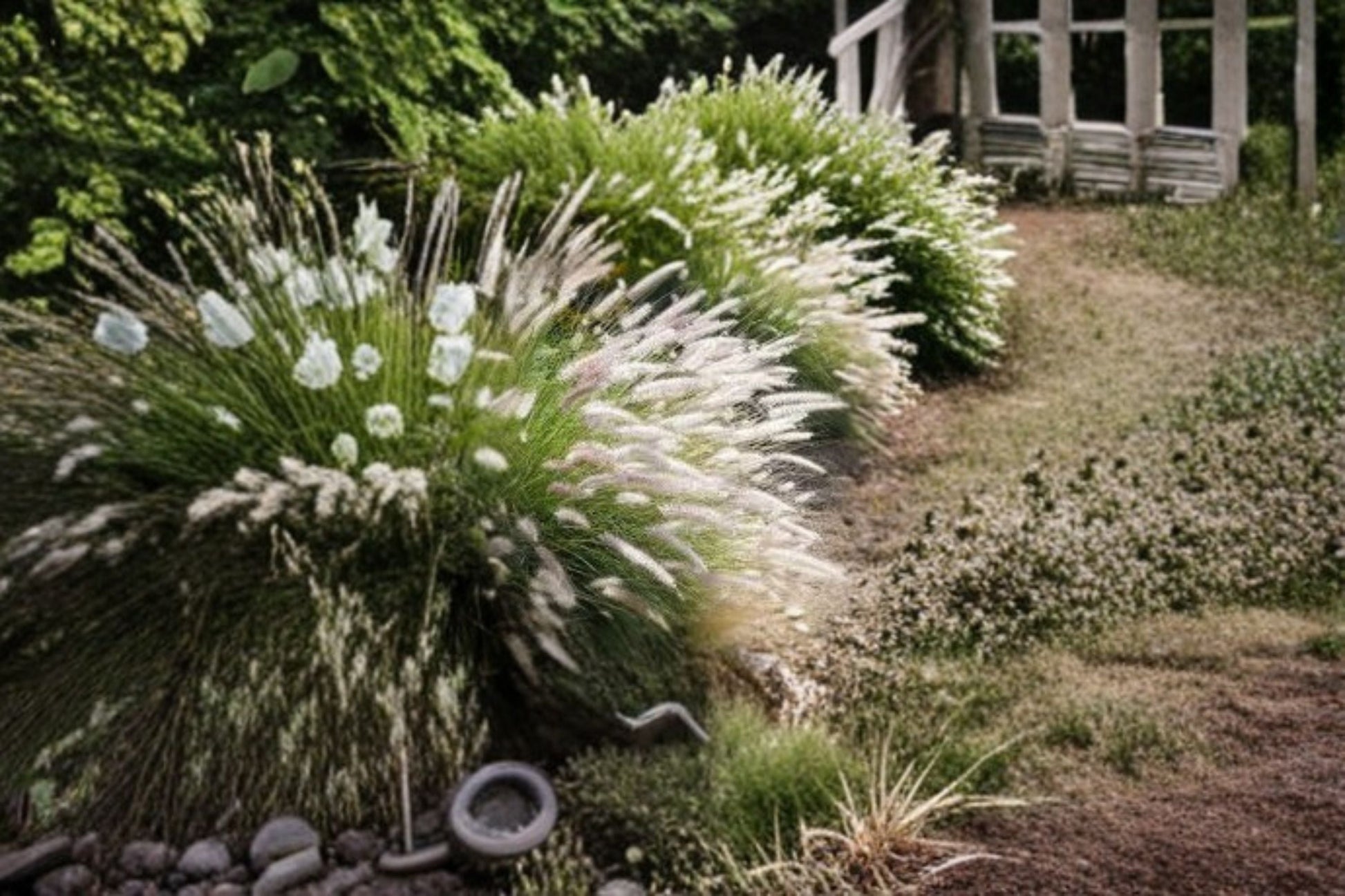 Fairy Tails Fountain Grass Plant - Pennisetum orientale ‘Fairy Tails’ - Ornamental Perennial with Feathery Plumes