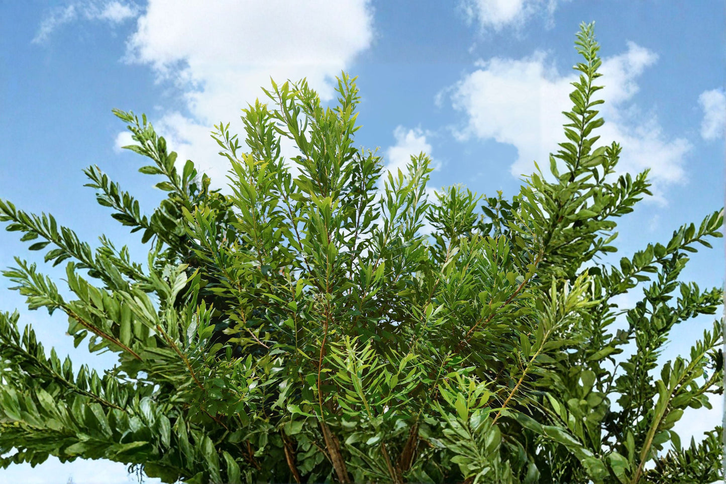 Wax Myrtle Live Plant - Evergreen Privacy Screen Shrub - Myrica cerifera - Fast Growing, Drought Tolerant Landscape Plant