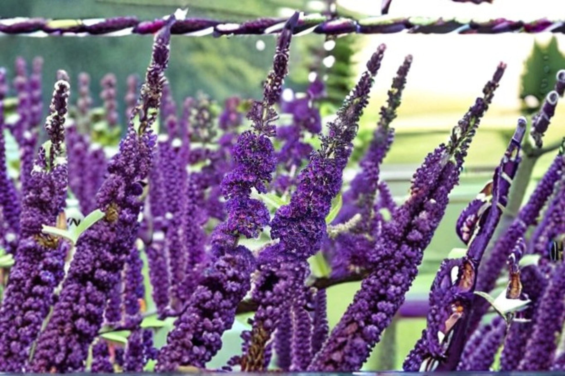 Purple Butterfly Bush Cuttings 6" - Buddleja davidii - Unrooted Propagation Plant, Ornamental Flowering Shrub, Purple Blooms