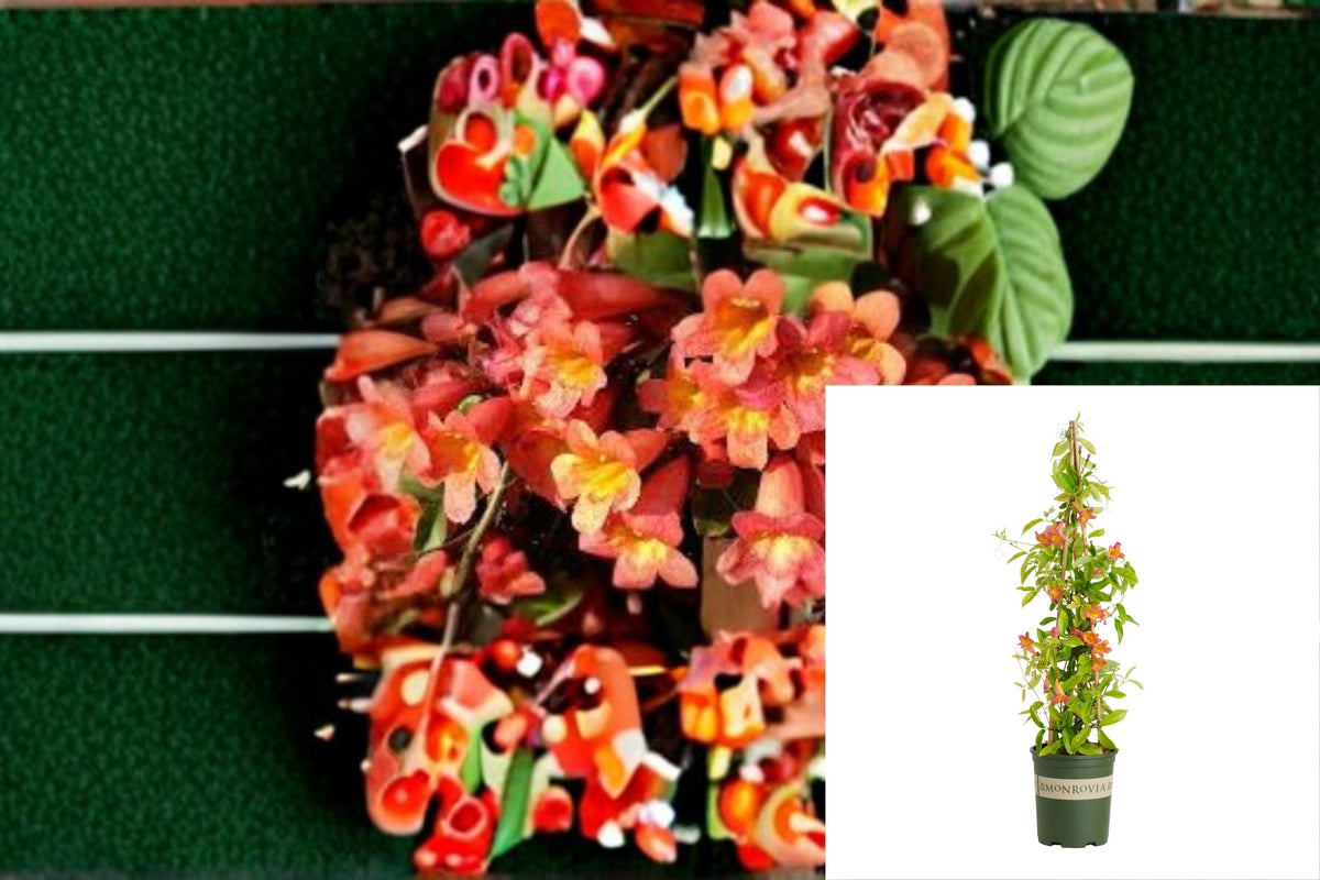 Tangerine Beauty Crossvine Plant - 1 Rooted Flowering Vine - Bignonia capreolata - Orange-Red Blooms for Trellises
