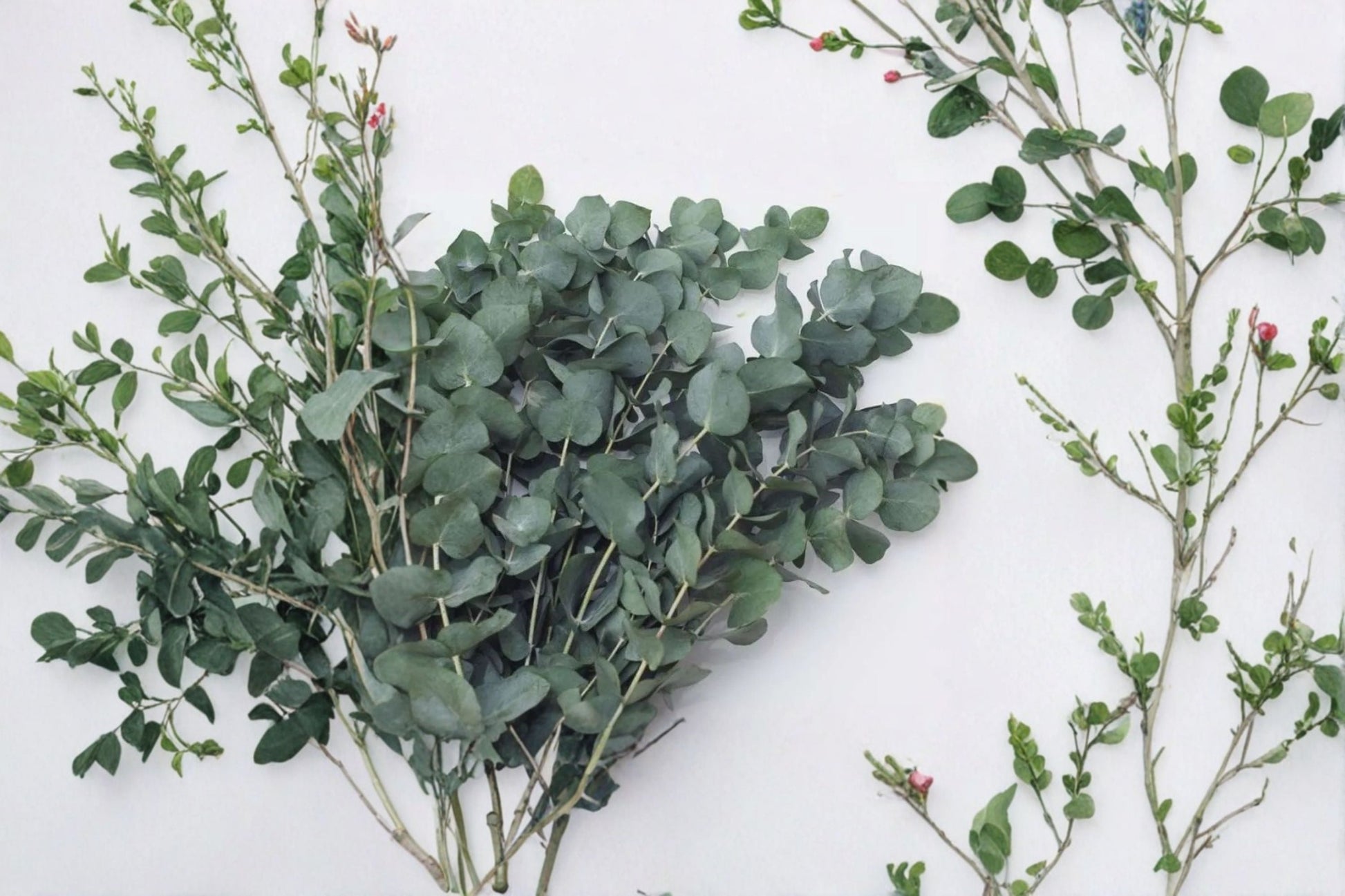 Eucalyptus Plants - 2 Pack Baby Blue & Silver Dollar - Eucalyptus pulverulenta & Eucalyptus cinerea - Live Evergreen Foliage