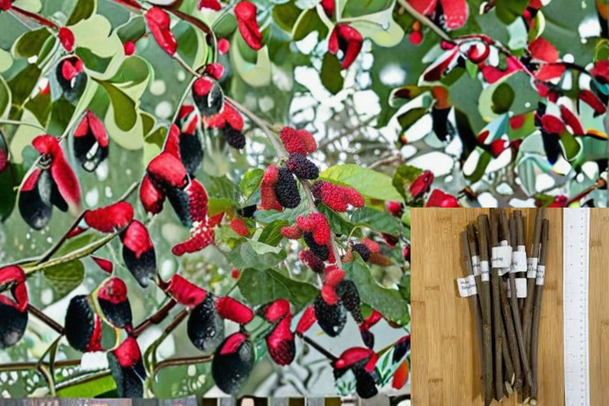 Illinois Everbearing Mulberry Cuttings 8 Unrooted Morus alba × rubra - Hybrid Fruit Tree for Propagation and Edible Landscapes