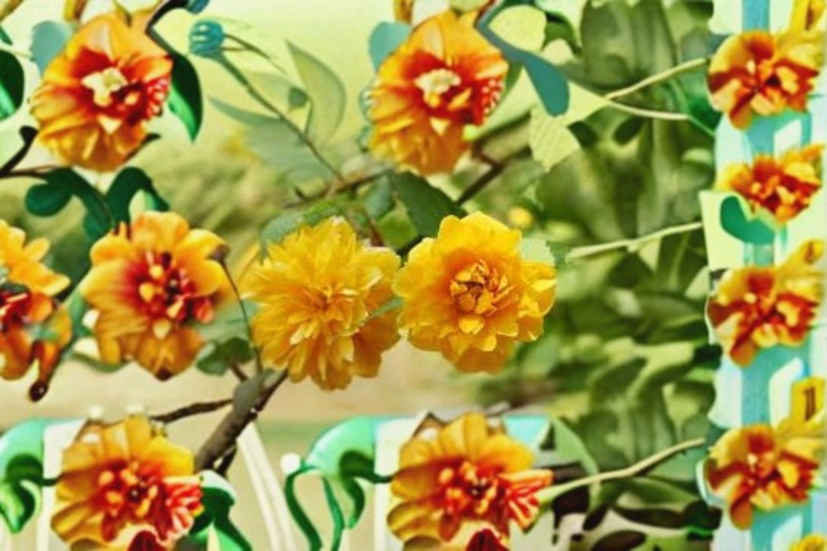 Japanese Rose Cuttings 8 Unrooted Kerria japonica Yellow Flowering Shrub for Propagation and Gardening