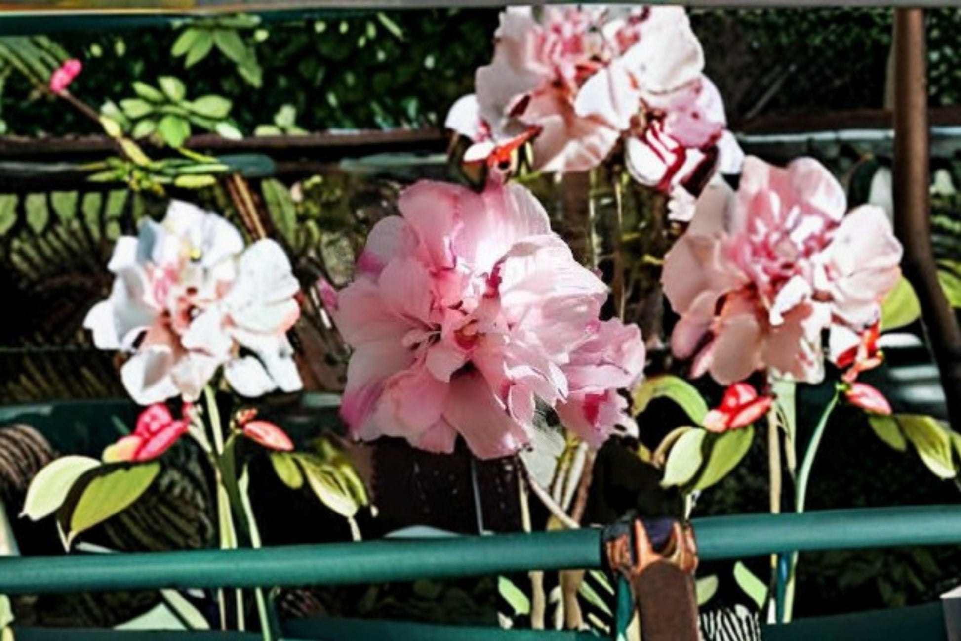 Double Pink Rose of Sharon Plant - 6-12" Hibiscus syriacus - Deciduous Flowering Shrub for Garden - Summer Blooming Perennial