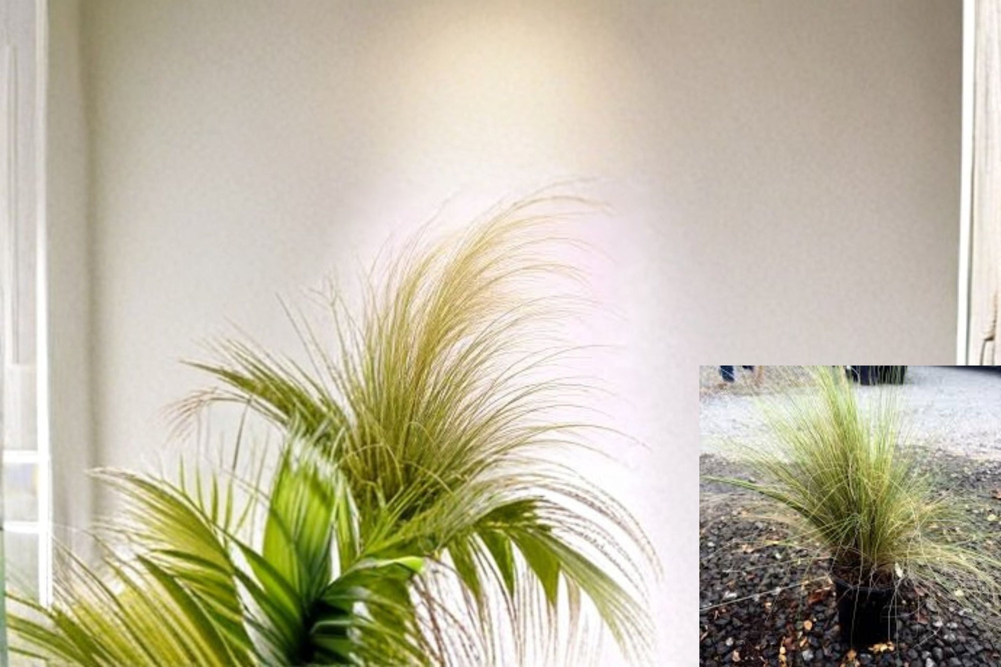 Mexican Feather Grass Plant – Nassella tenuissima – Fine Textured Ornamental Grass for Borders & Containers