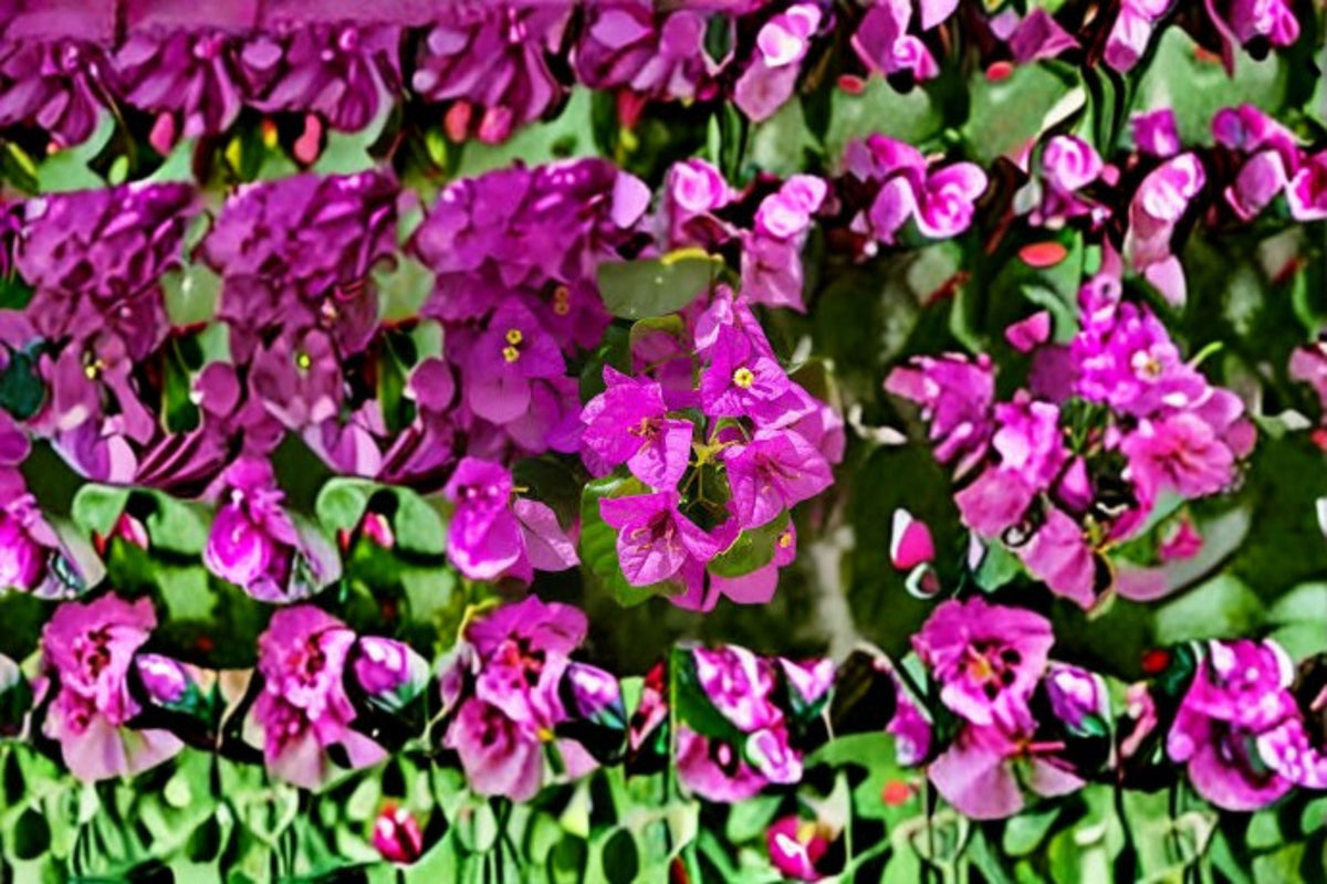 Fuchsia Bougainvillea Cuttings 7 Pack - Bougainvillea spectabilis - Tropical Climbing Vine for Propagation and Gardens