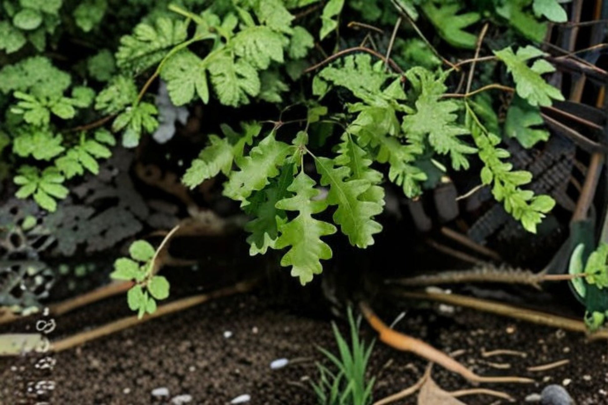 Gambel Oak Plant - Quercus gambelii - Deciduous Tree for Shade, Golden Fall Foliage, Cold Hardy Landscape Accent