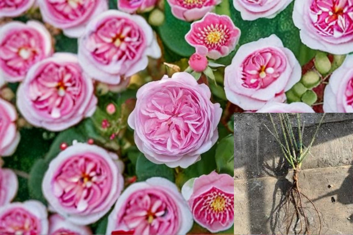 Christmas Cactus Starter Plant - Miss Shimano - Schlumbergera Truncata - Well-Rooted Indoor Cactus for Holiday Decor