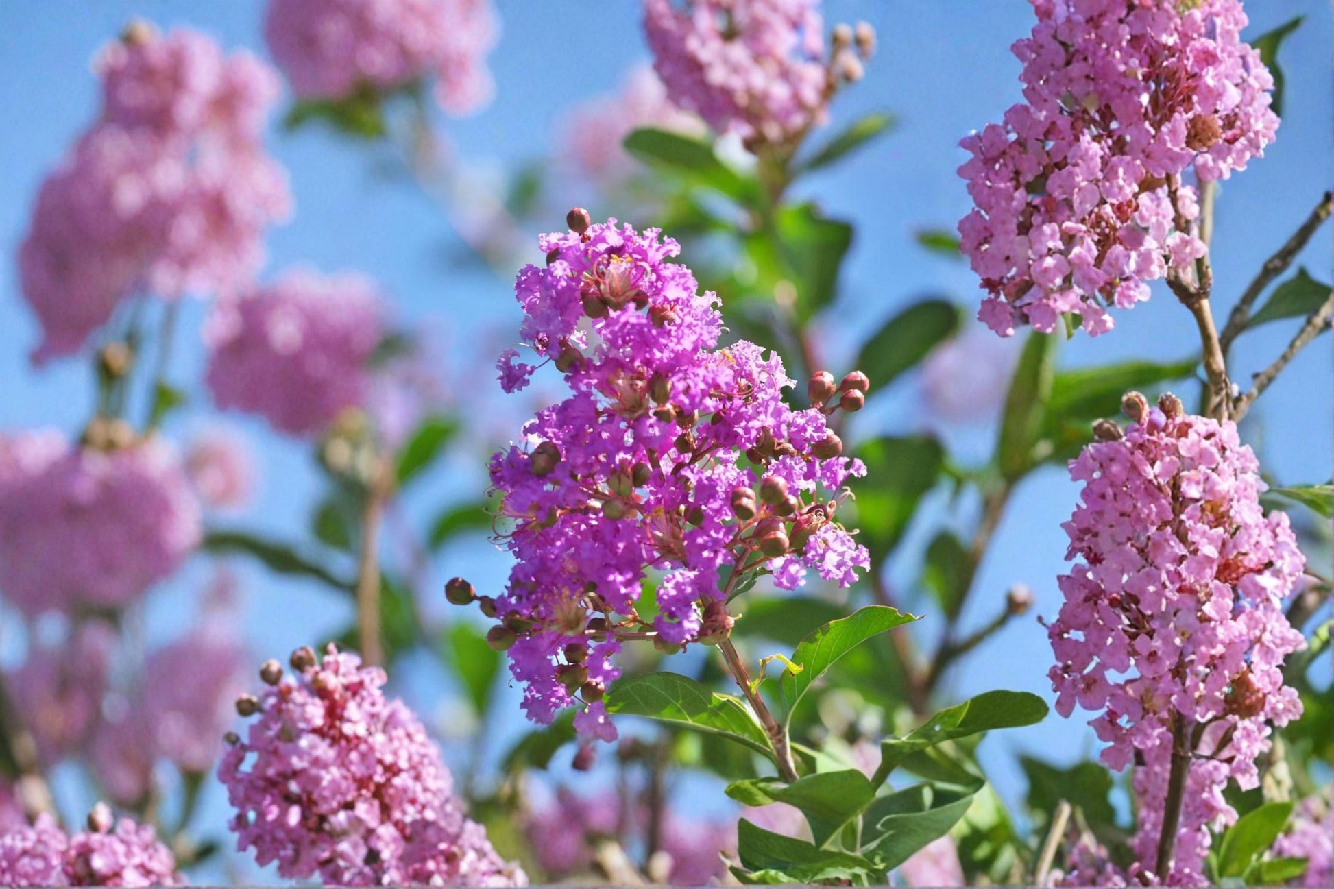 Muskogee Crape Myrtle Live Plant - Lavender Flowering Tree - Lagerstroemia indica × fauriei 'Muskogee' - Ornamental Garden Accent