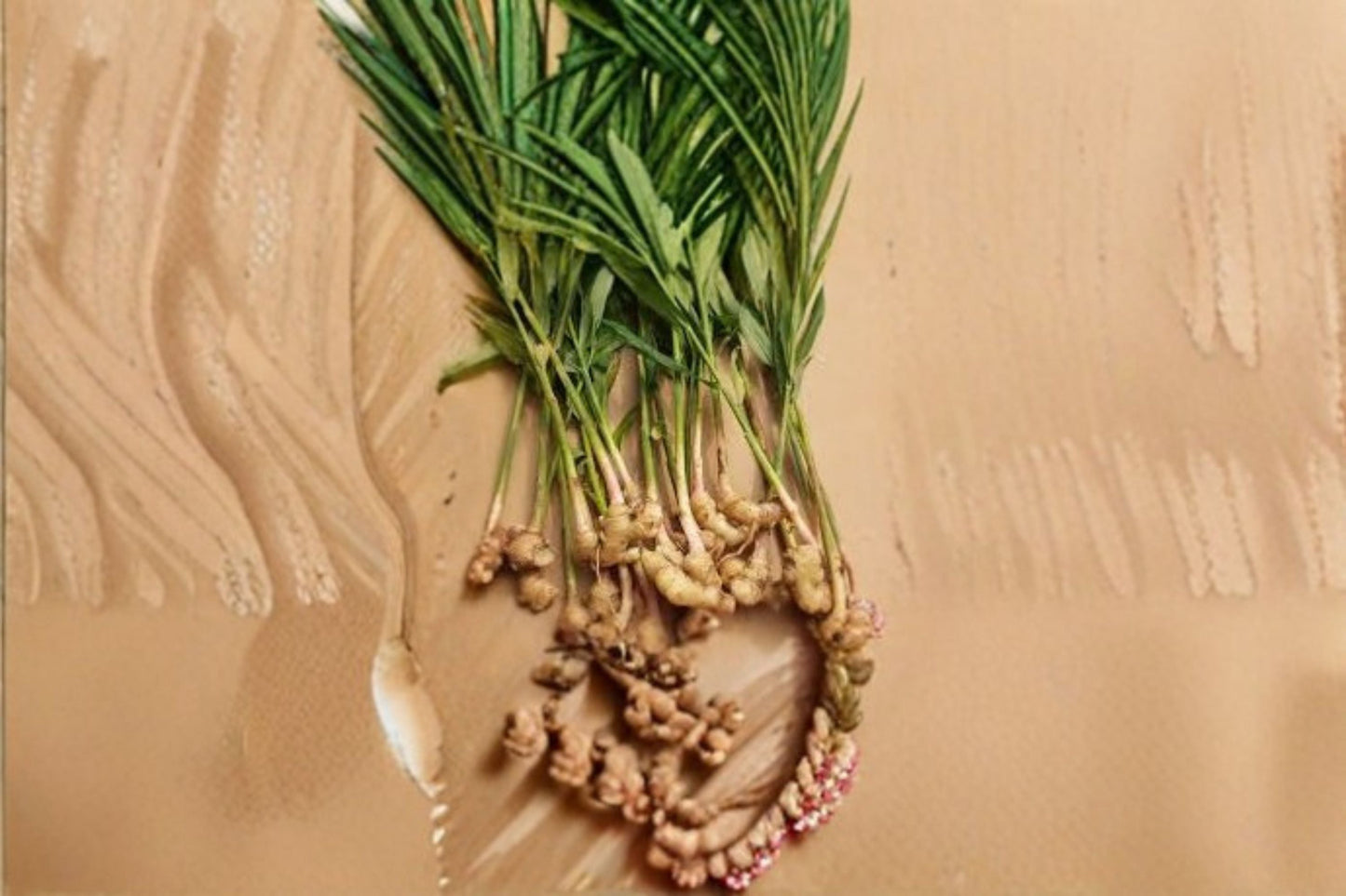 Ginger Live Starter Plant - Edible Variety - Zingiber officinale - Ideal for Containers and Edible Gardens