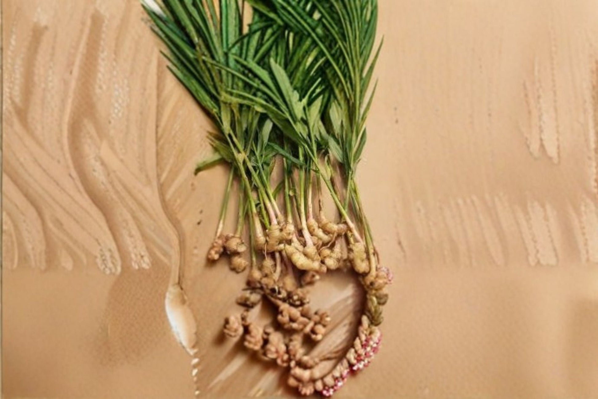 Ginger Live Starter Plant - Edible Variety - Zingiber officinale - Ideal for Containers and Edible Gardens
