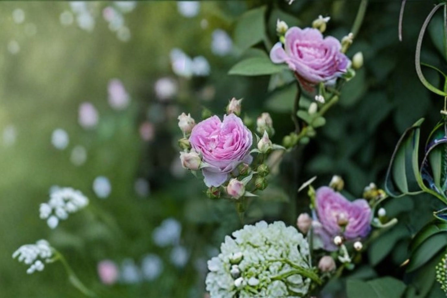 Saphir Rose Live Plant - Blue Purple Tantau Garden Rose - Rosa hybrid - Fragrant, Rain Tolerant, Ornamental Flowering Shrub