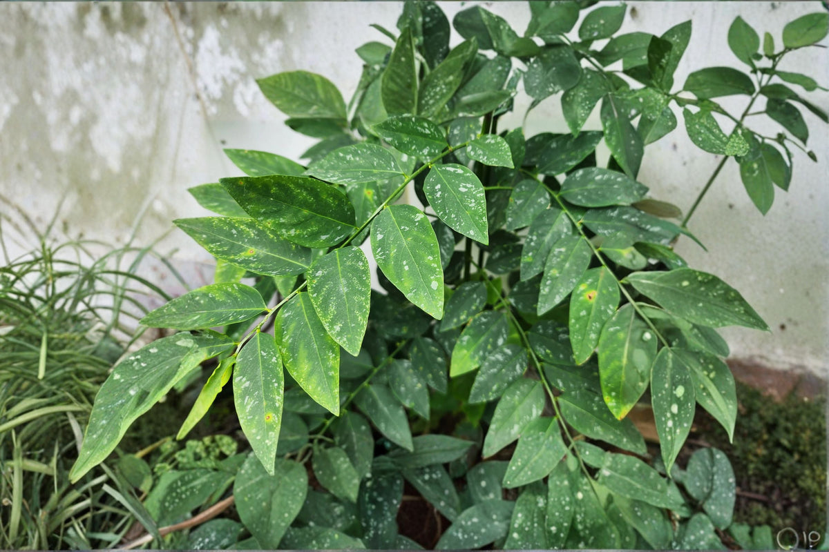 Christmas Cactus Starter Plant - Miss Shimano - Schlumbergera Truncata - Well-Rooted Indoor Cactus for Holiday Decor