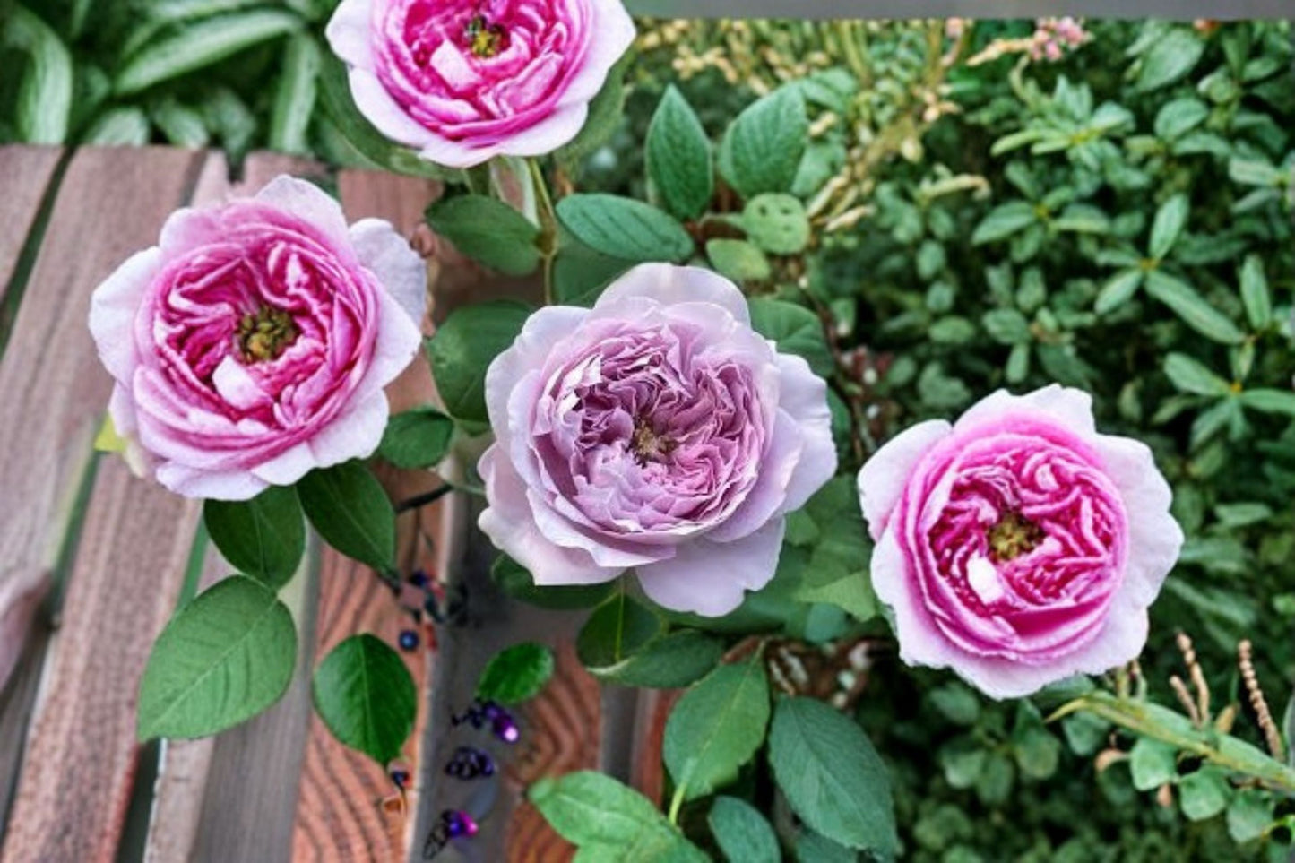 Repartil Rose Live Plant - Fragrant Japanese Own Root Rose - Rosa hybrid - Ornamental Blooming Garden Rose