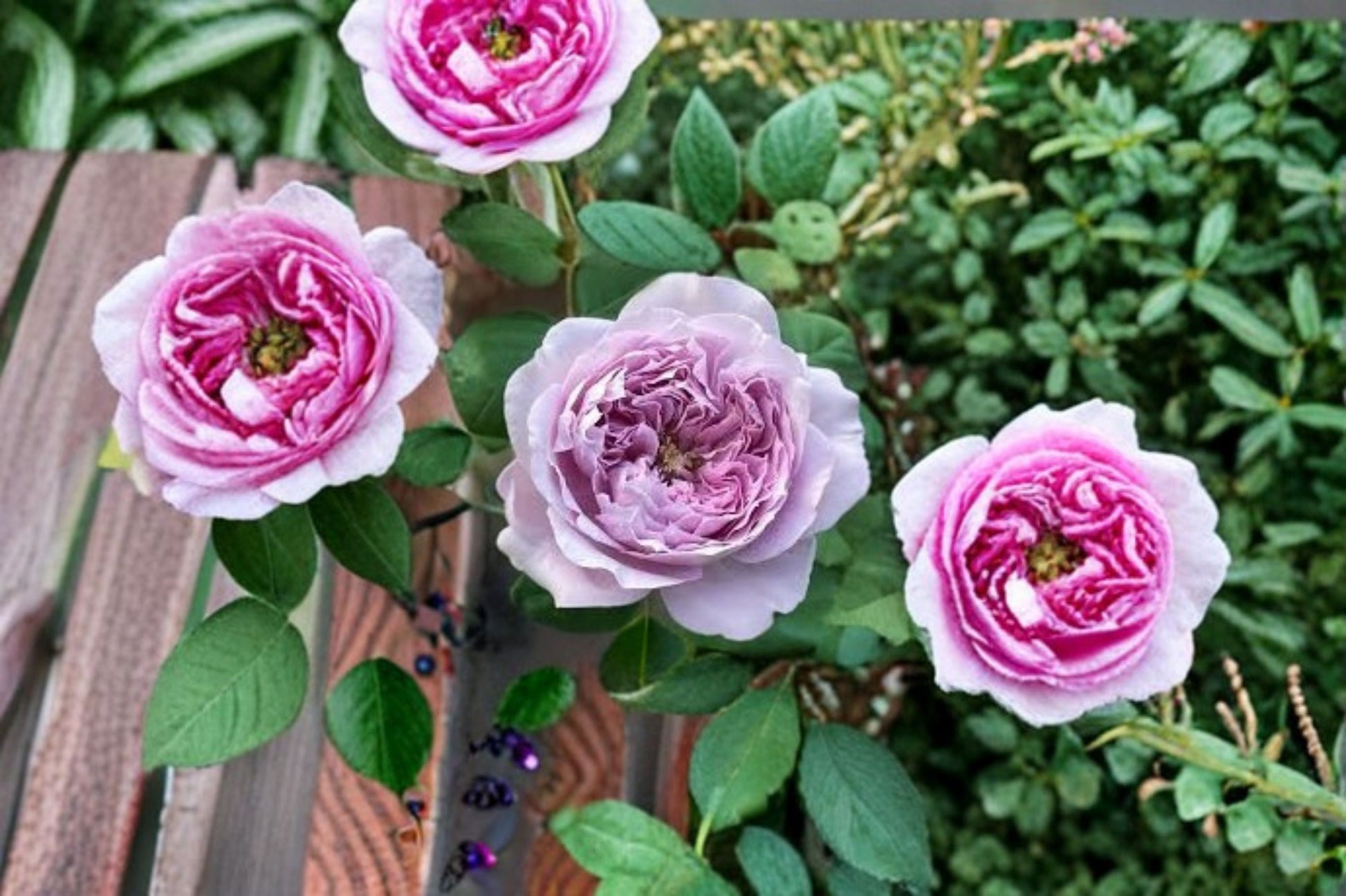 Repartil Rose Live Plant - Fragrant Japanese Own Root Rose - Rosa hybrid - Ornamental Blooming Garden Rose