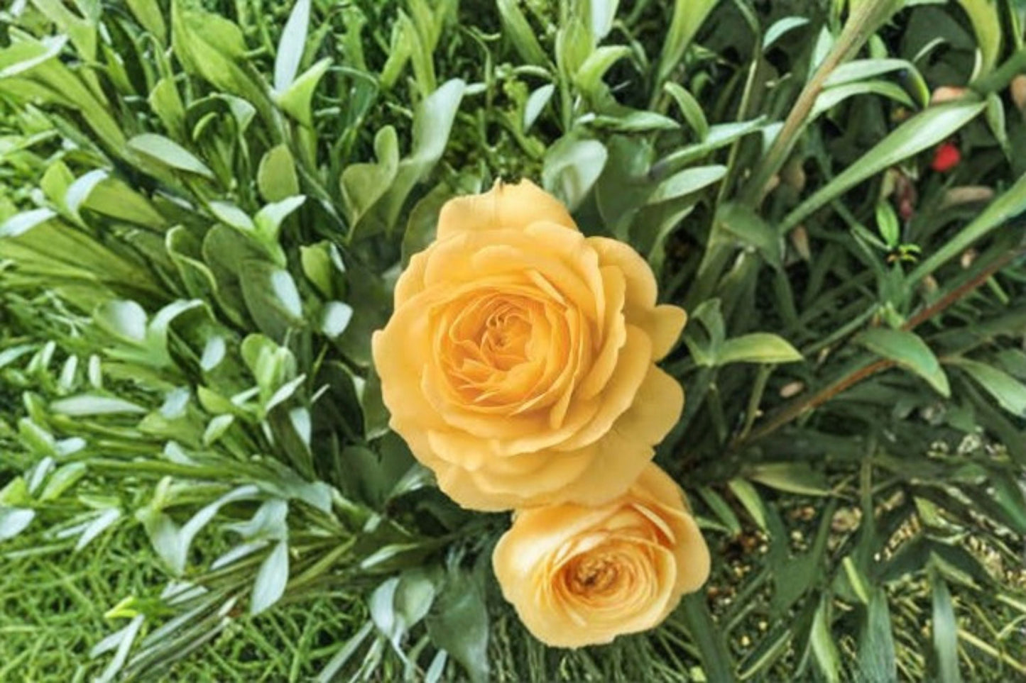 Julia Child Rose Live Plant - 1.5 Gal Yellow Floribunda - Rosa 'Julia Child' - Fragrant, Double Blooms, Own Root Rose