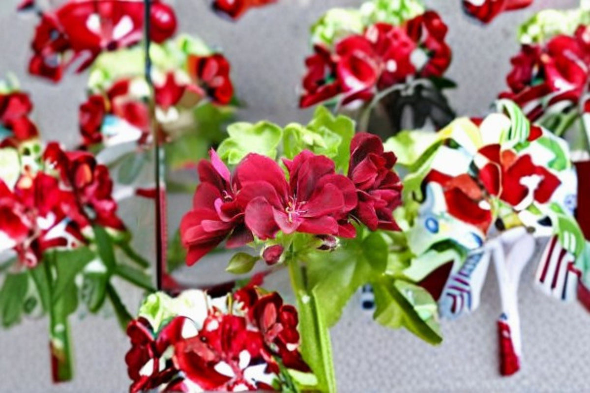 Ivy Geranium Cutting 6" Pelargonium peltatum Trailing Plant with Pink & White Flowers - Unrooted Propagation Plant