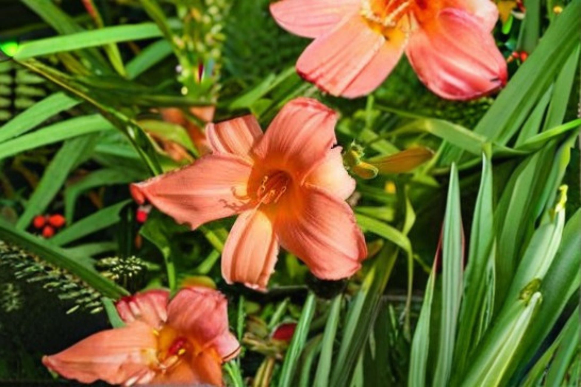 Summer Wind Daylily Live Plant - Pink Peach Flowering Perennial - Hemerocallis Hybrid - Easy Care Garden Flower