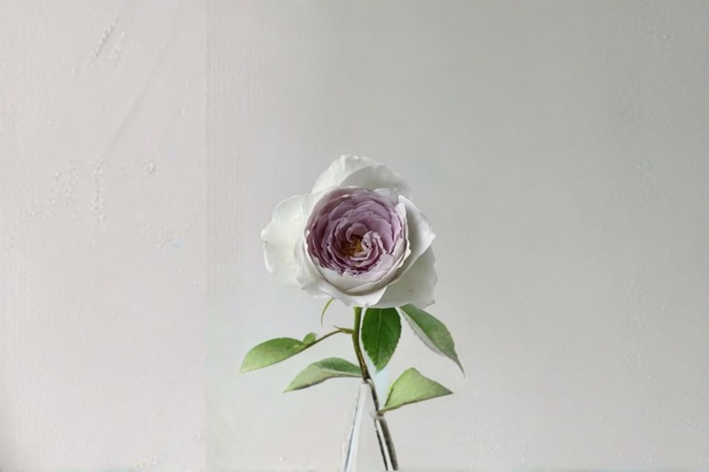 Live Garden Rose Plant - Milky Pearl Cream Pink - Rosa Hybrid - Ornamental Flower for Borders, Containers, and Floral Arrangements
