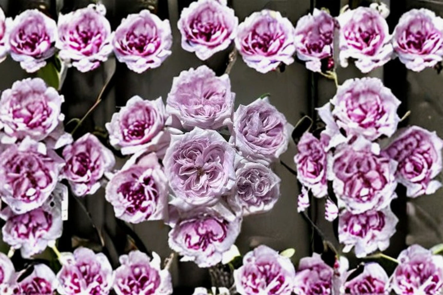 Purple O'Hara Rose Live Plant - Lavender Grey Fragrant Cut Rose - Rosa hybrid - Ornamental and Floral Use