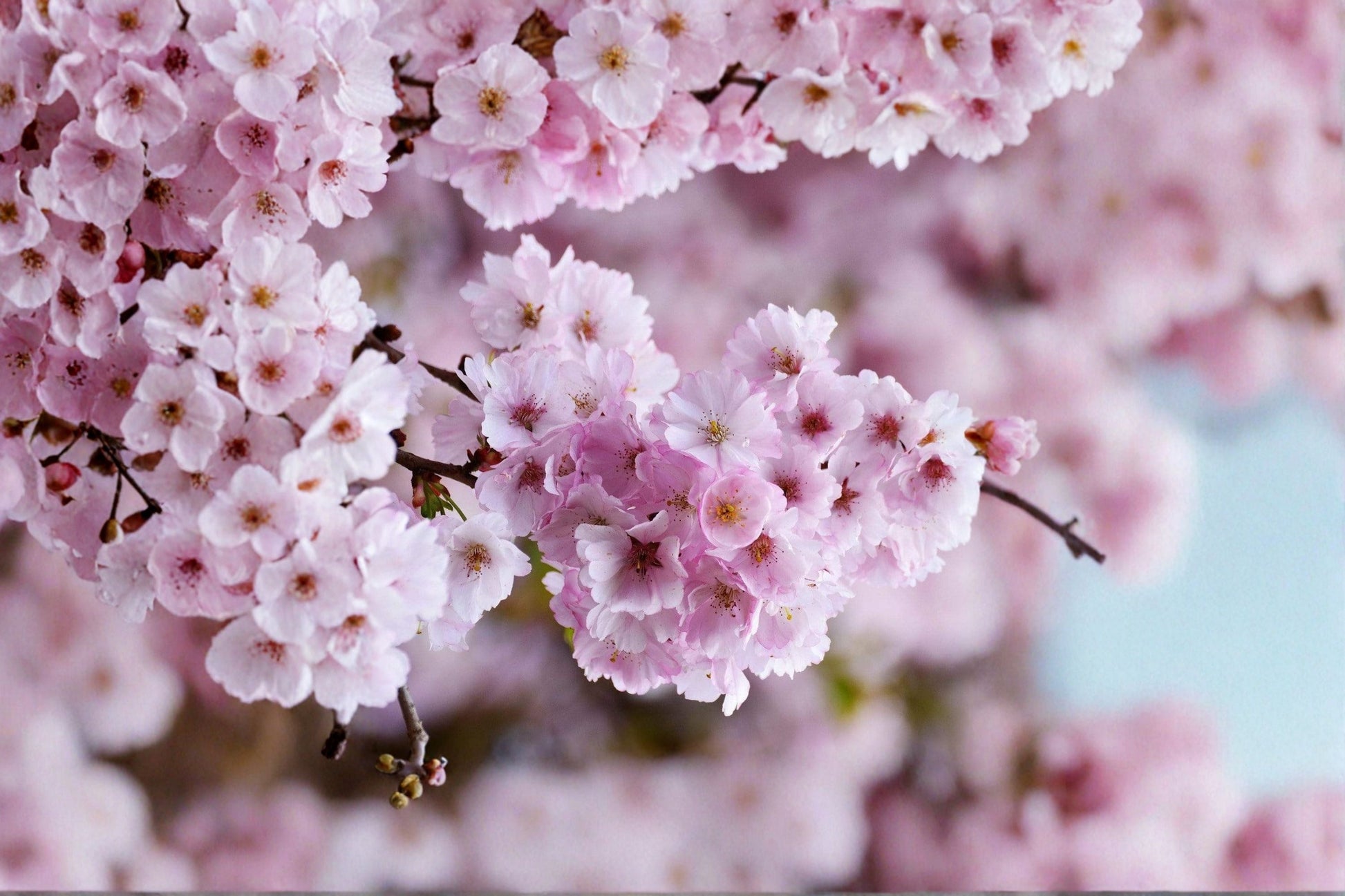 Live Pink Japanese Weeping Cherry Tree - 6–8 Inches Tall - Prunus subhirtella - Ornamental Flowering Plant for Gardens