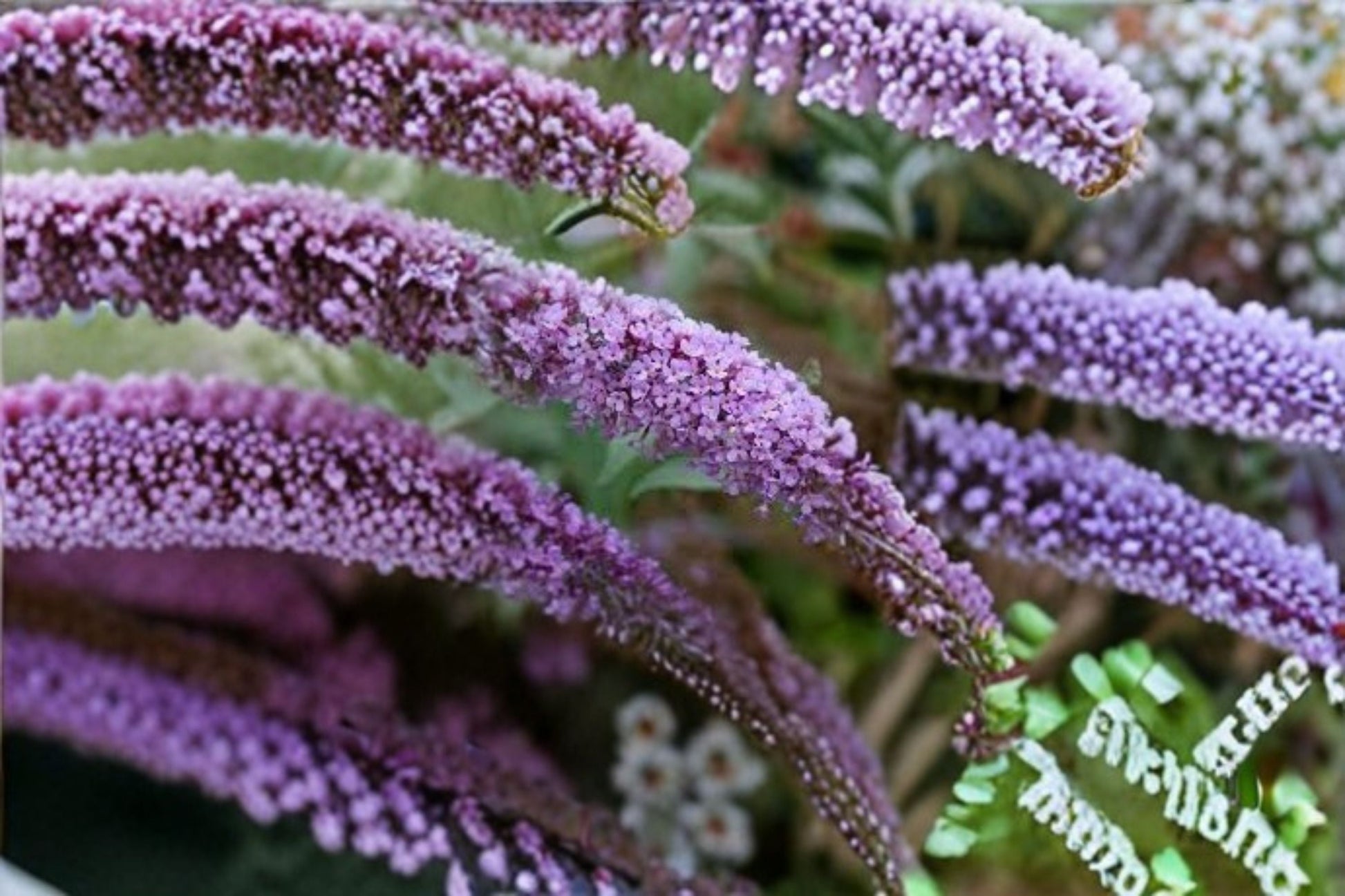Butterfly Bush Plant - Compact Shrub - Purple Blooms - Buddleja davidii - Attracts Pollinators, Ideal for Containers