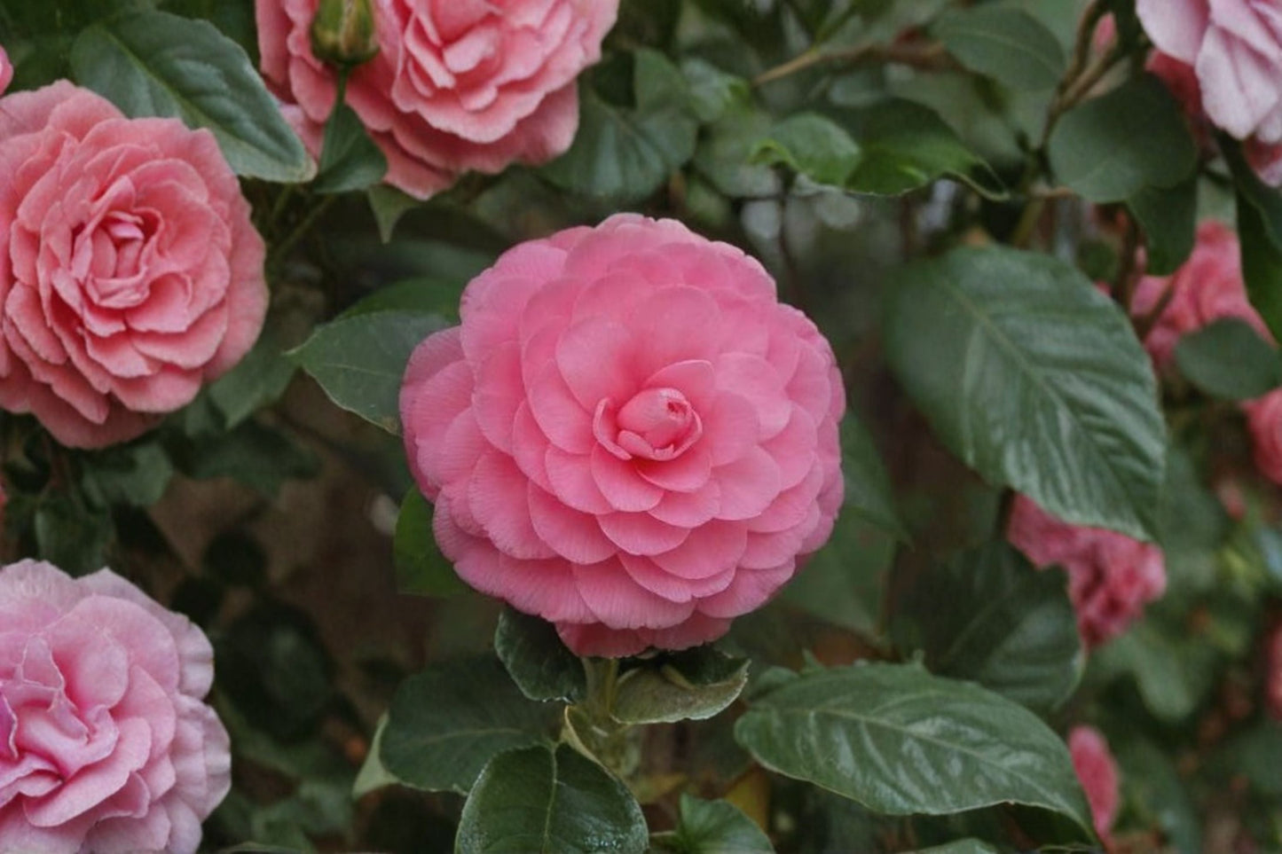 Pink Perfection Camellia Starter Plant 4L - Camellia japonica - Evergreen Flowering Shrub with Pale Pink Double Flowers