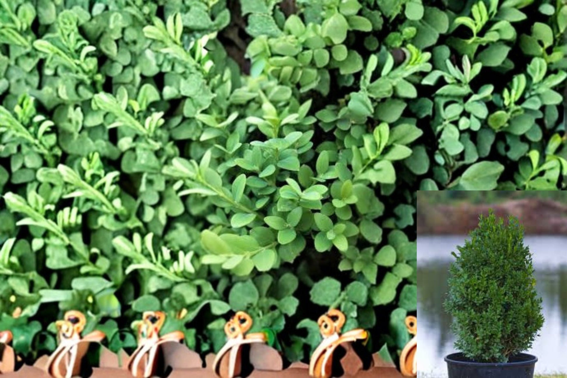 Green Mountain Boxwood Plant - Buxus ‘Green Mountain’ - Evergreen Shrub for Hedges and Borders - Glossy Green Foliage