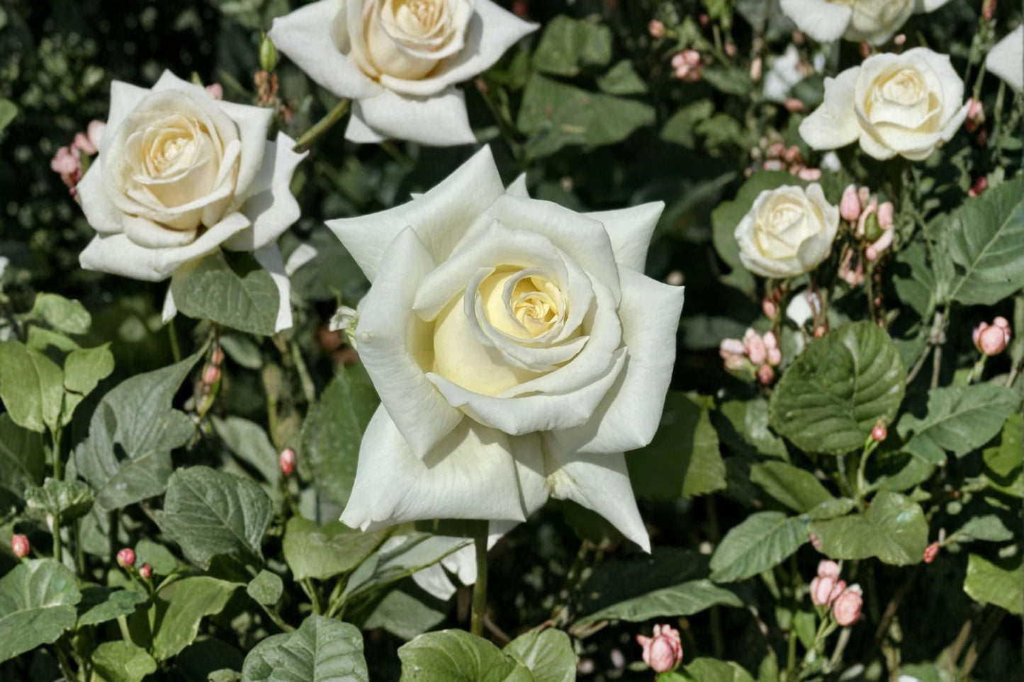 Pope John Paul II Rose Live Plant - Fragrant White Cut Rose, Disease Resistant Shrub, Rosa hybrid, Own Root, Repeat Bloomer