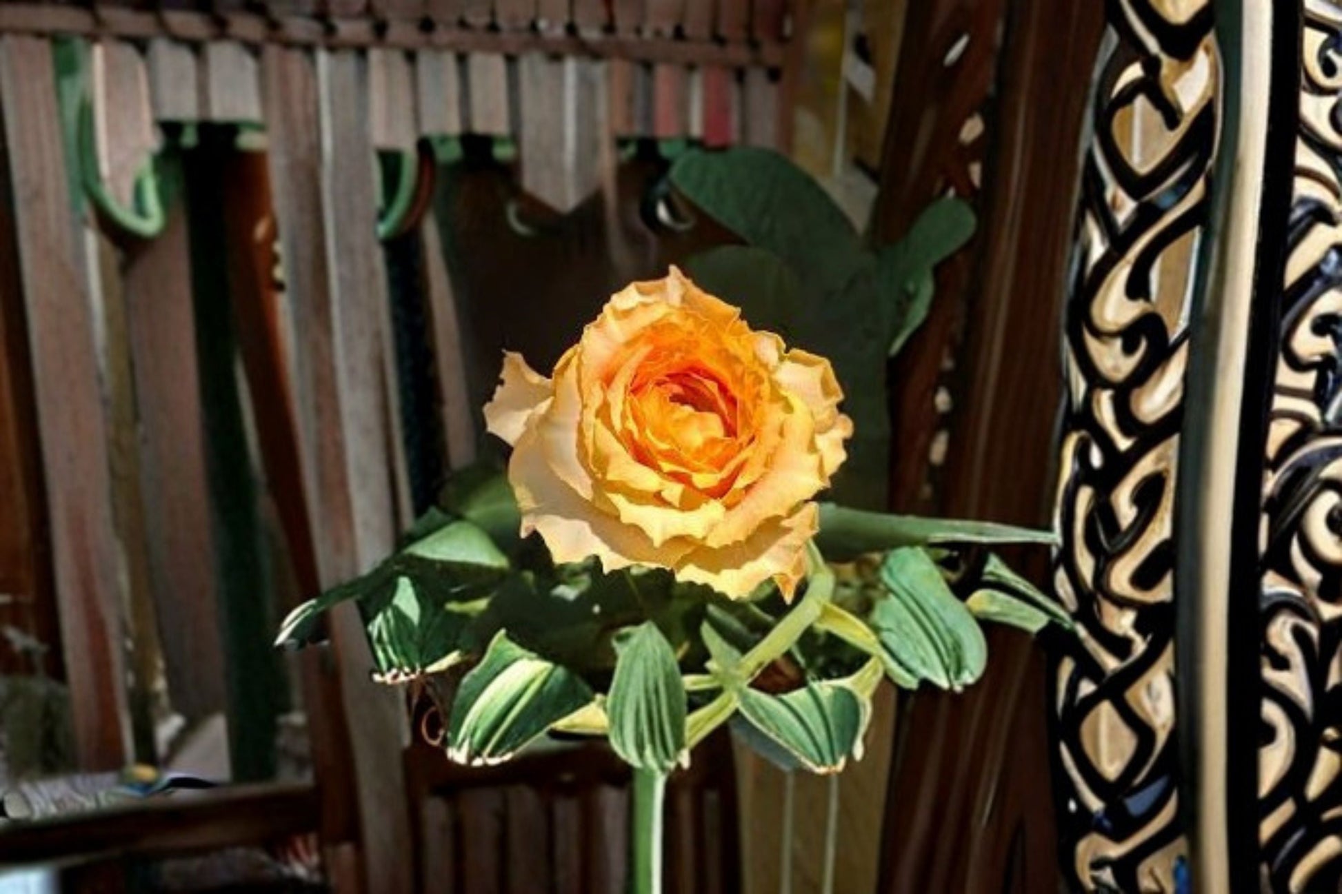 Caraluna Rose Live Plant - Apricot Orange Gradient Garden Rose - Rosa hybrid - Fruity Fragrance, Ornamental Blooms